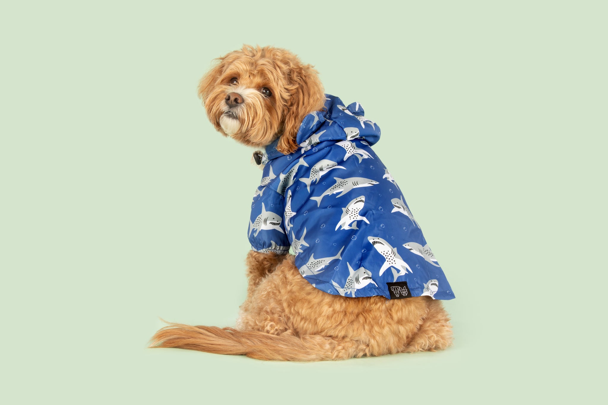 DOG RAINCOAT: Jaw Ready For This?