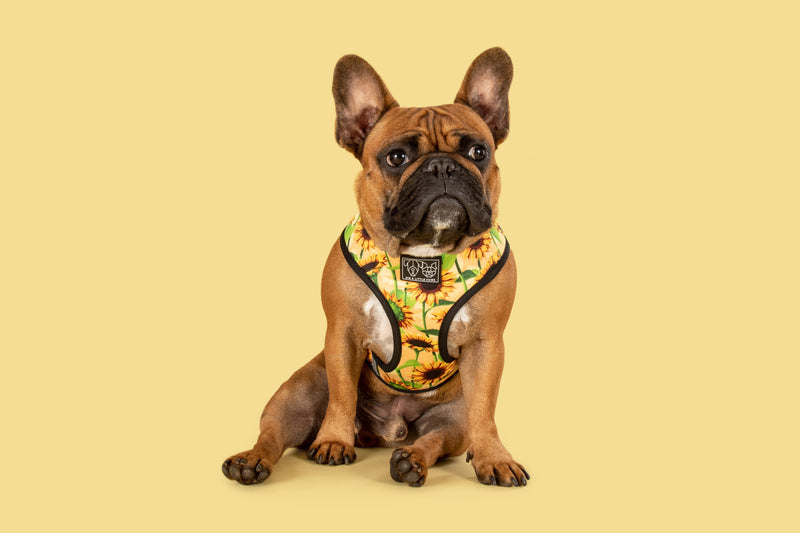 Reversible Dog Harness Sunny Vibes Sunflowers and Gingham