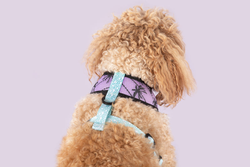 Reversible Dog Harness Toucan Do It