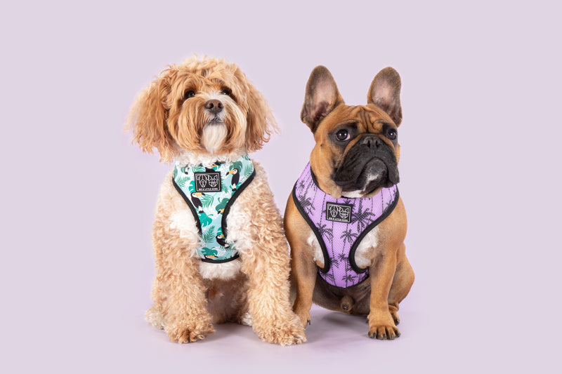 REVERSIBLE DOG HARNESS: Toucan Do It