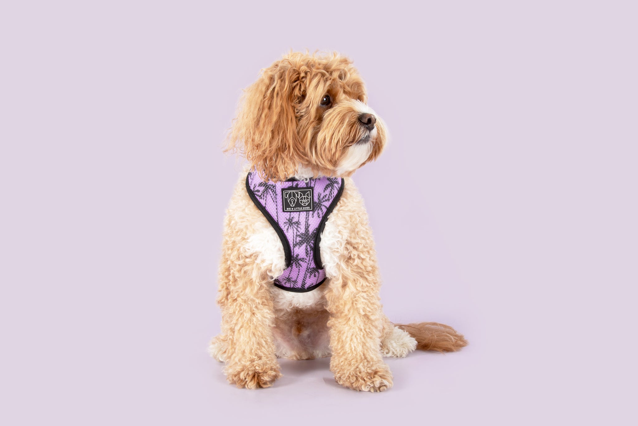 Reversible Dog Harness Toucan Do It