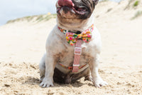 DOG STRAP HARNESS: Fruit Salad {FINAL SALE}