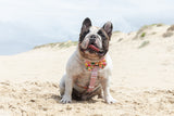 DOG STRAP HARNESS: Fruit Salad {FINAL SALE}