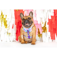 Dog Strap Harness Tie Dye For