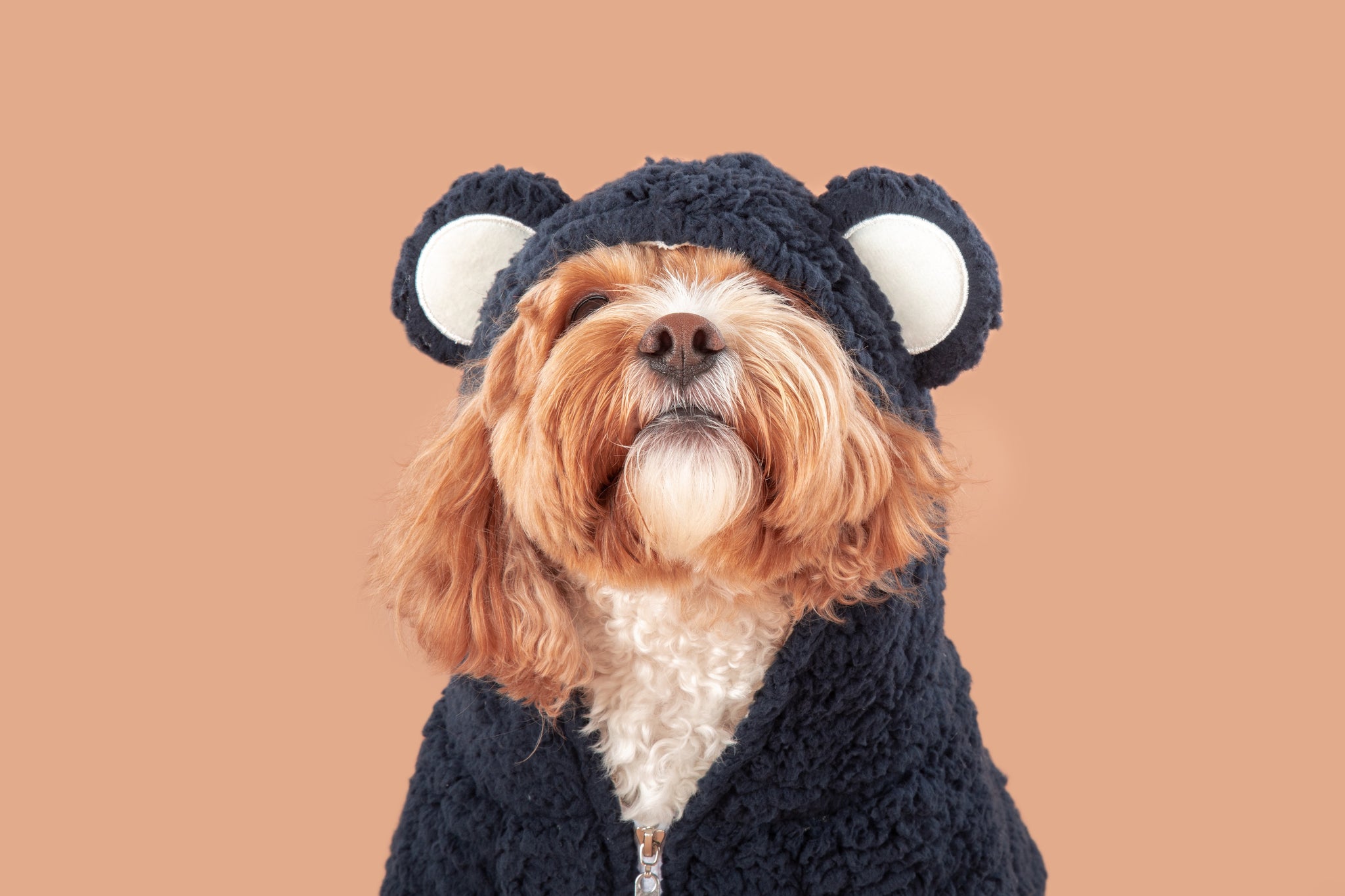 Teddy Dog Hoodie Jumper in Navy Blue