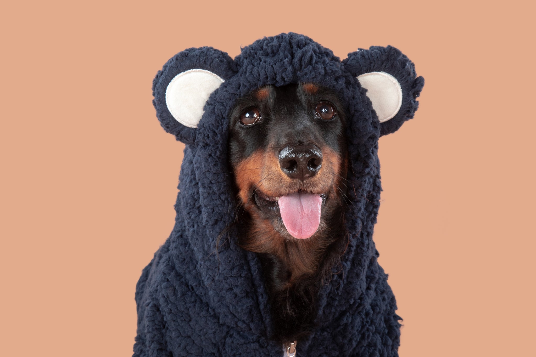 Teddy Dog Hoodie Jumper in Navy Blue