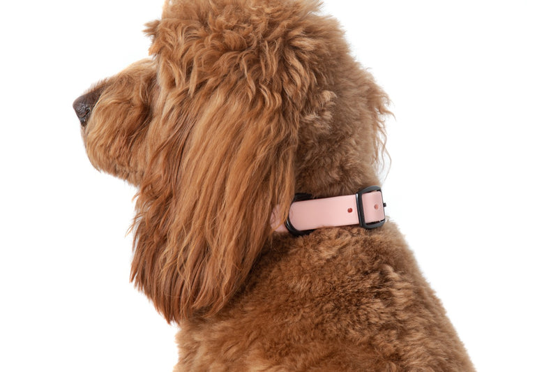 Waterproof Dog Collar Blush Pink