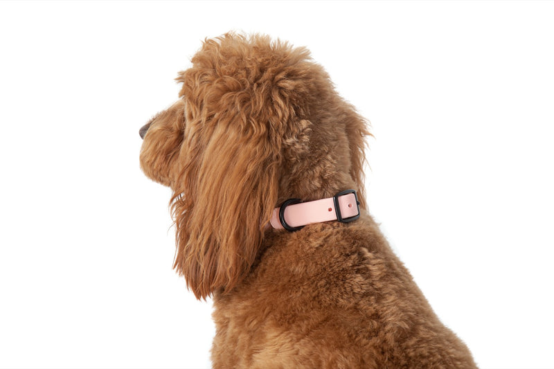 Waterproof Dog Collar Blush Pink