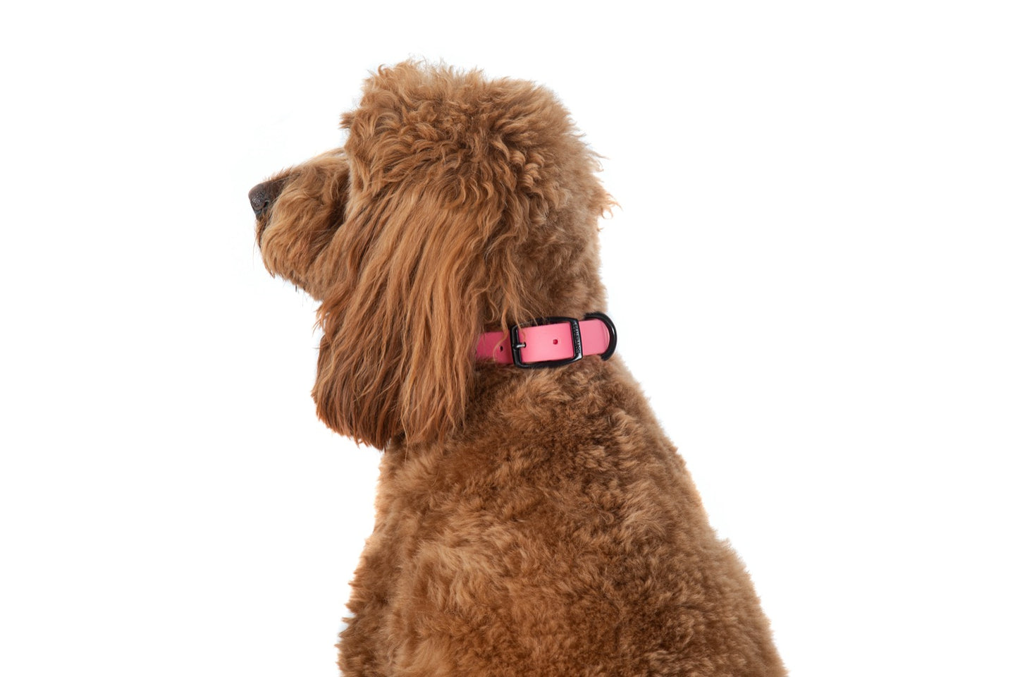 Waterproof Dog Collar Bubblegum Pink