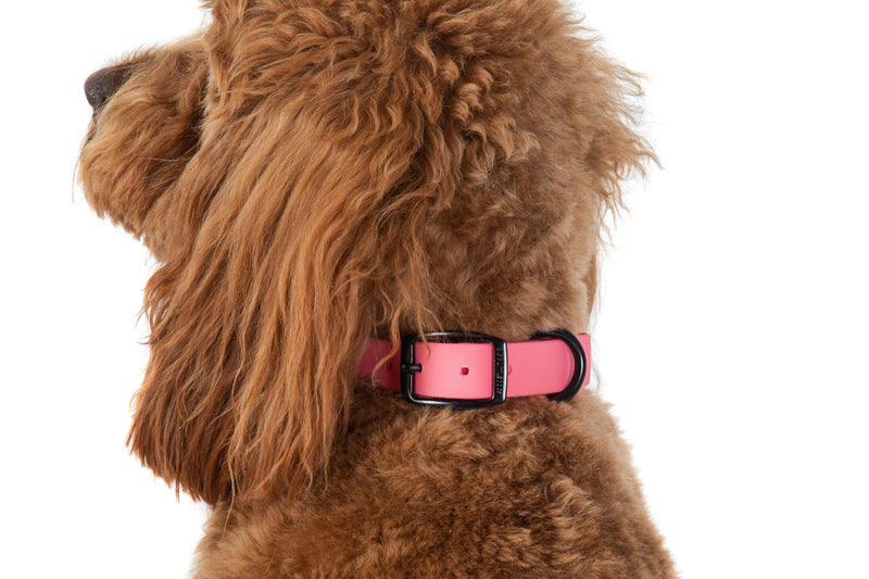Waterproof Dog Collar Bubblegum Pink