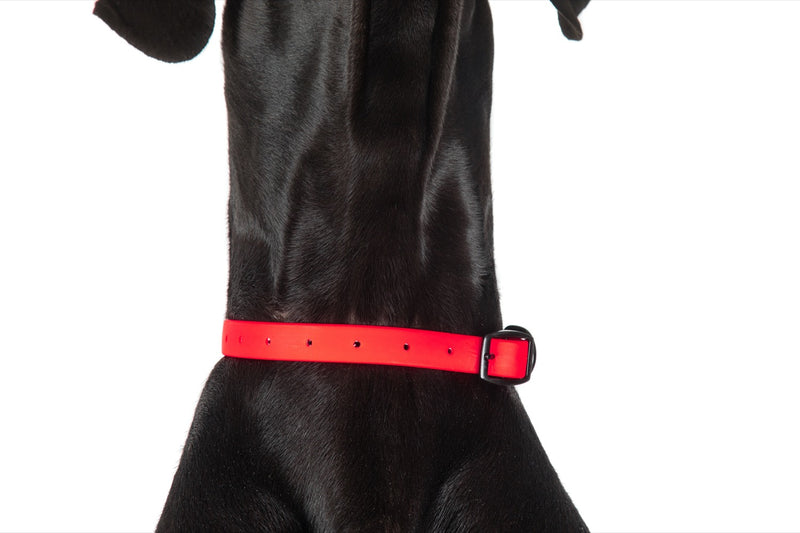 Waterproof Dog Collar Candy Red