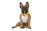 Waterproof Dog Collar Lemon