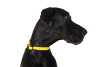 Waterproof Dog Collar Lemon