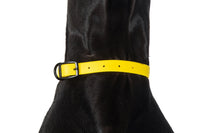 Waterproof Dog Collar Lemon