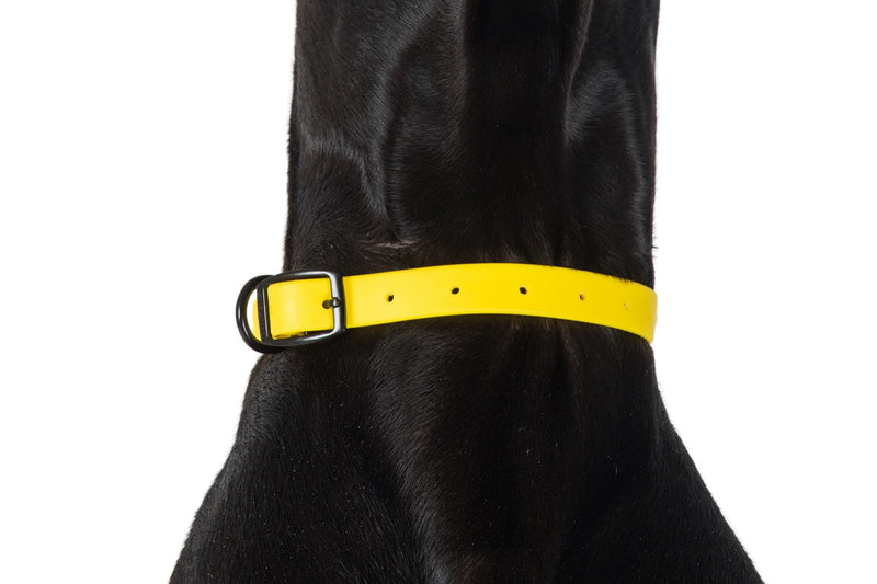 Waterproof Dog Collar Lemon