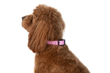 Waterproof Dog Collar Orchid