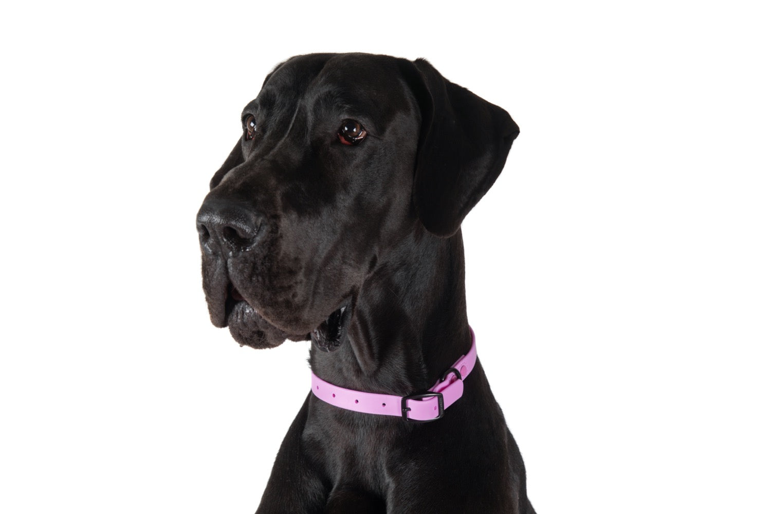 Waterproof Dog Collar Orchid