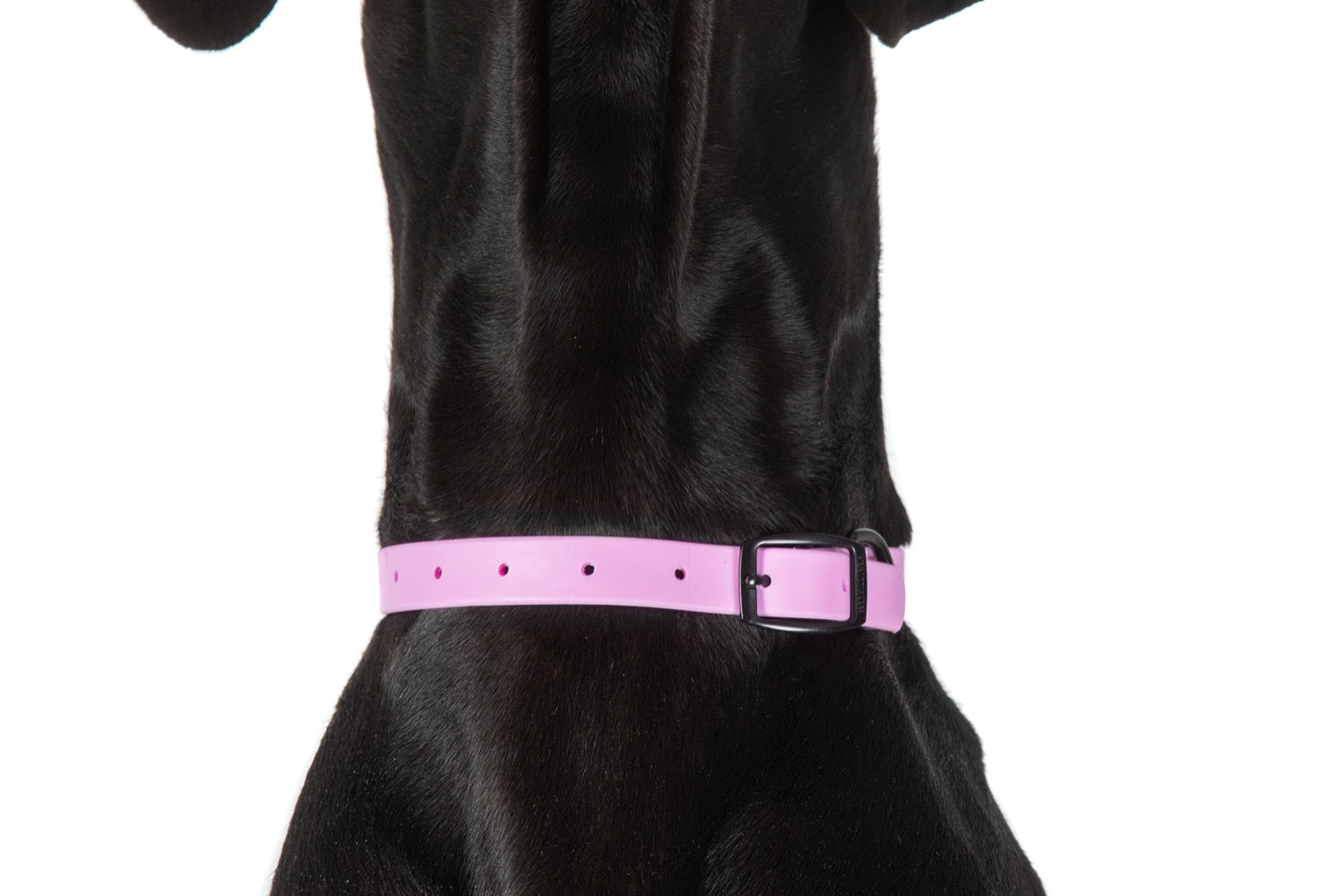 Waterproof Dog Collar Orchid