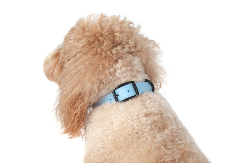 Waterproof Dog Collar Sky Blue