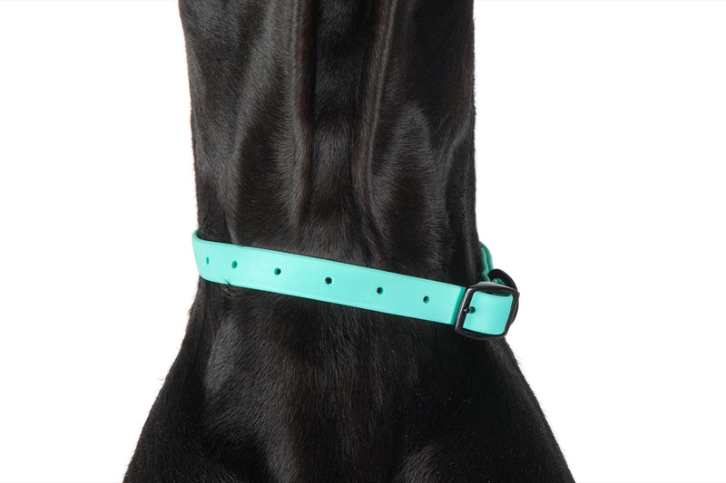 Waterproof Dog Collar Teal
