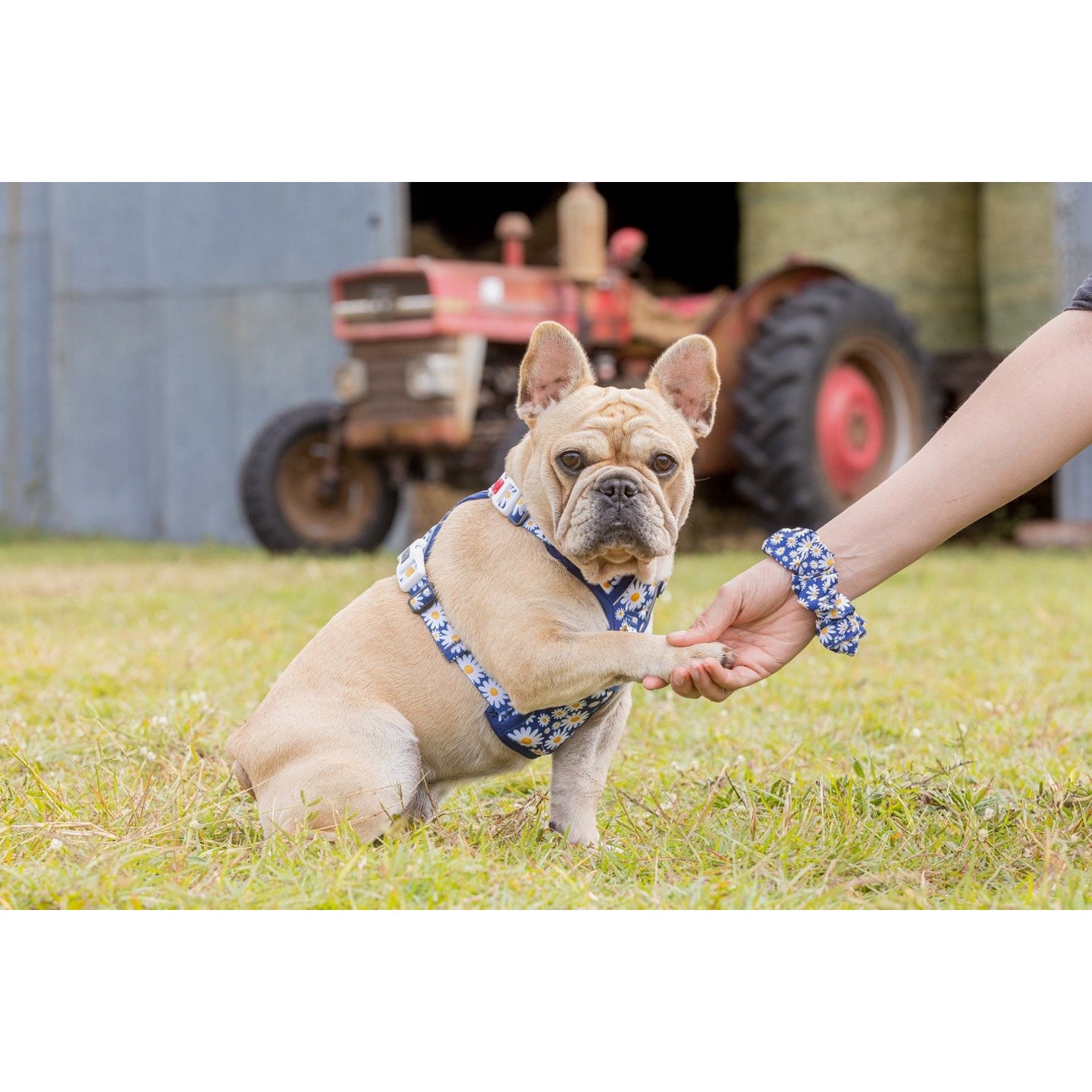 SCRUNCHIE: Daisy Patch {FINAL SALE}