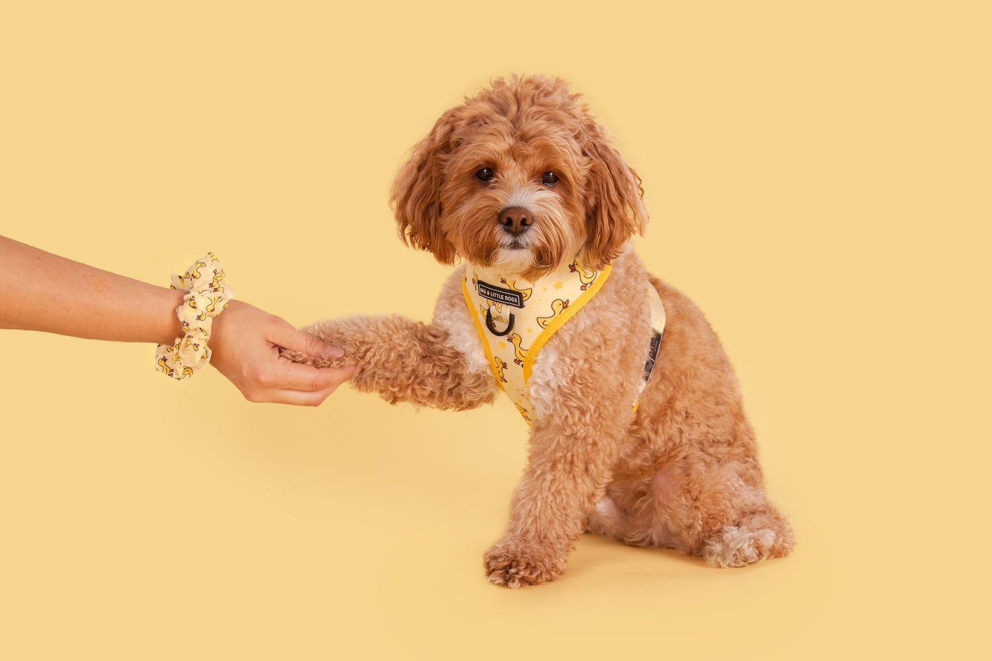 SCRUNCHIE: What's Quackin'? {FINAL SALE}