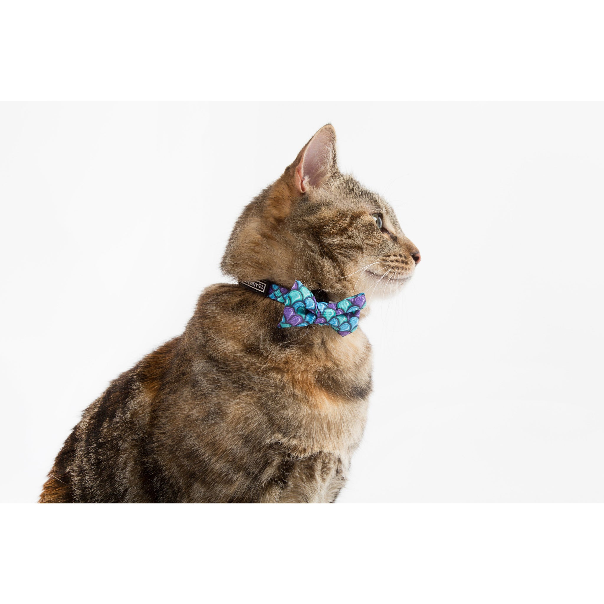 CAT COLLAR & BOW TIE: Scaled Back