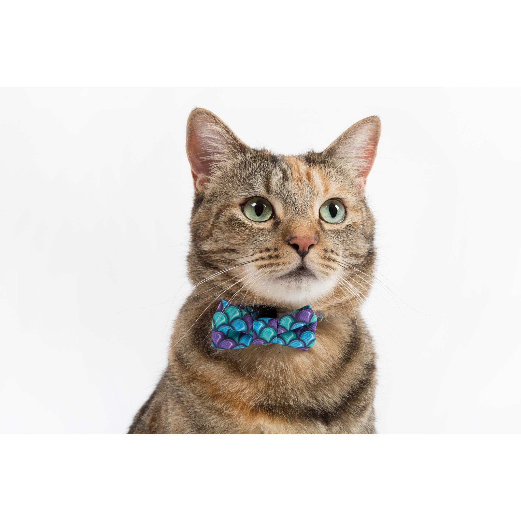 Little Kitty Co. Cat Collar & Bow Tie Scaled Back