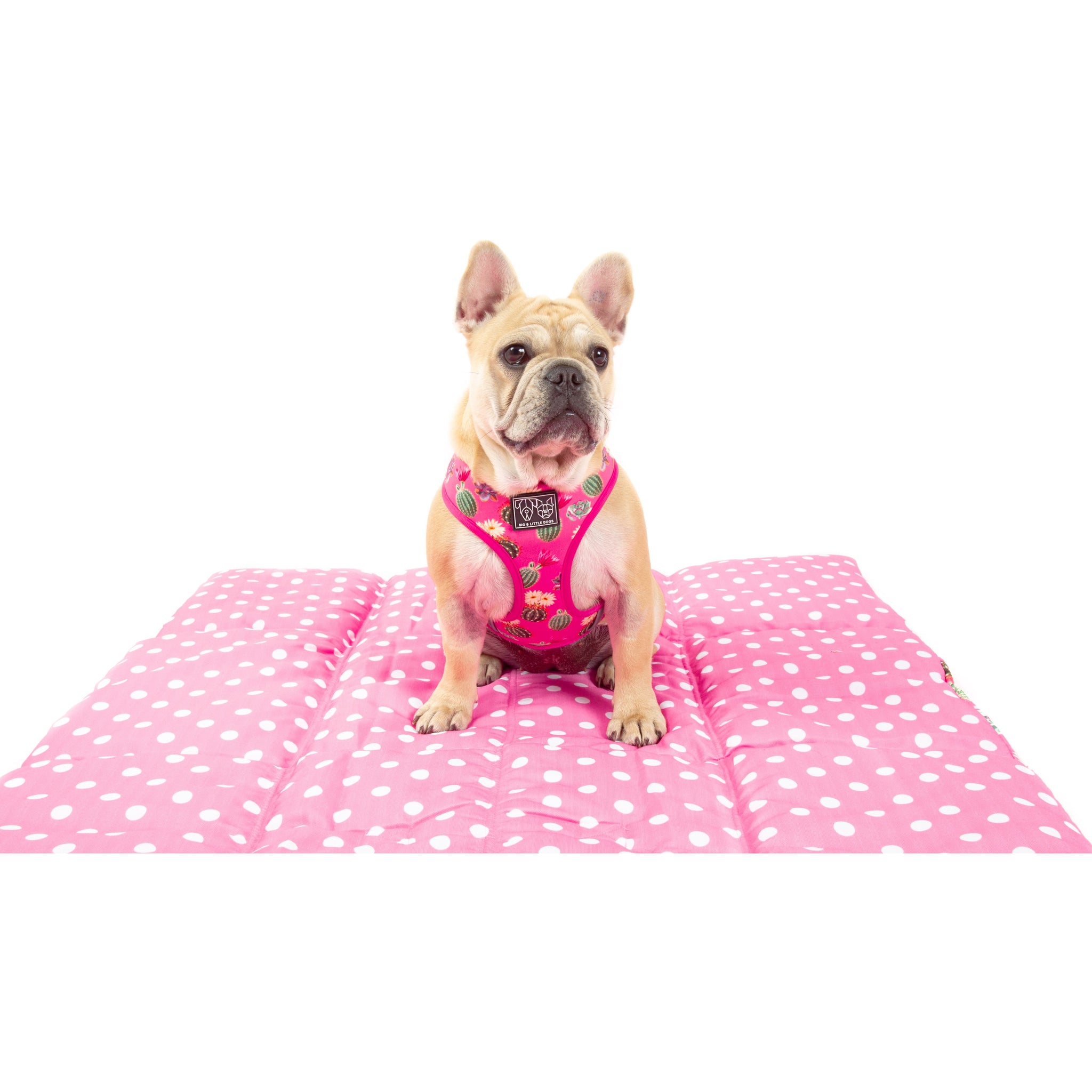 On The Go Pet Mat Plant One on Me Cactus Succulent Plants Pink Dots