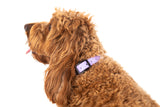 DOG WATERPROOF COLLAR: Lavender Dreams {FINAL SALE}