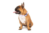 DOG WATERPROOF COLLAR: Lavender Dreams {FINAL SALE}