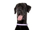 DOG WATERPROOF COLLAR: Lavender Dreams {FINAL SALE}