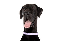 DOG WATERPROOF COLLAR: Lavender Dreams {FINAL SALE}