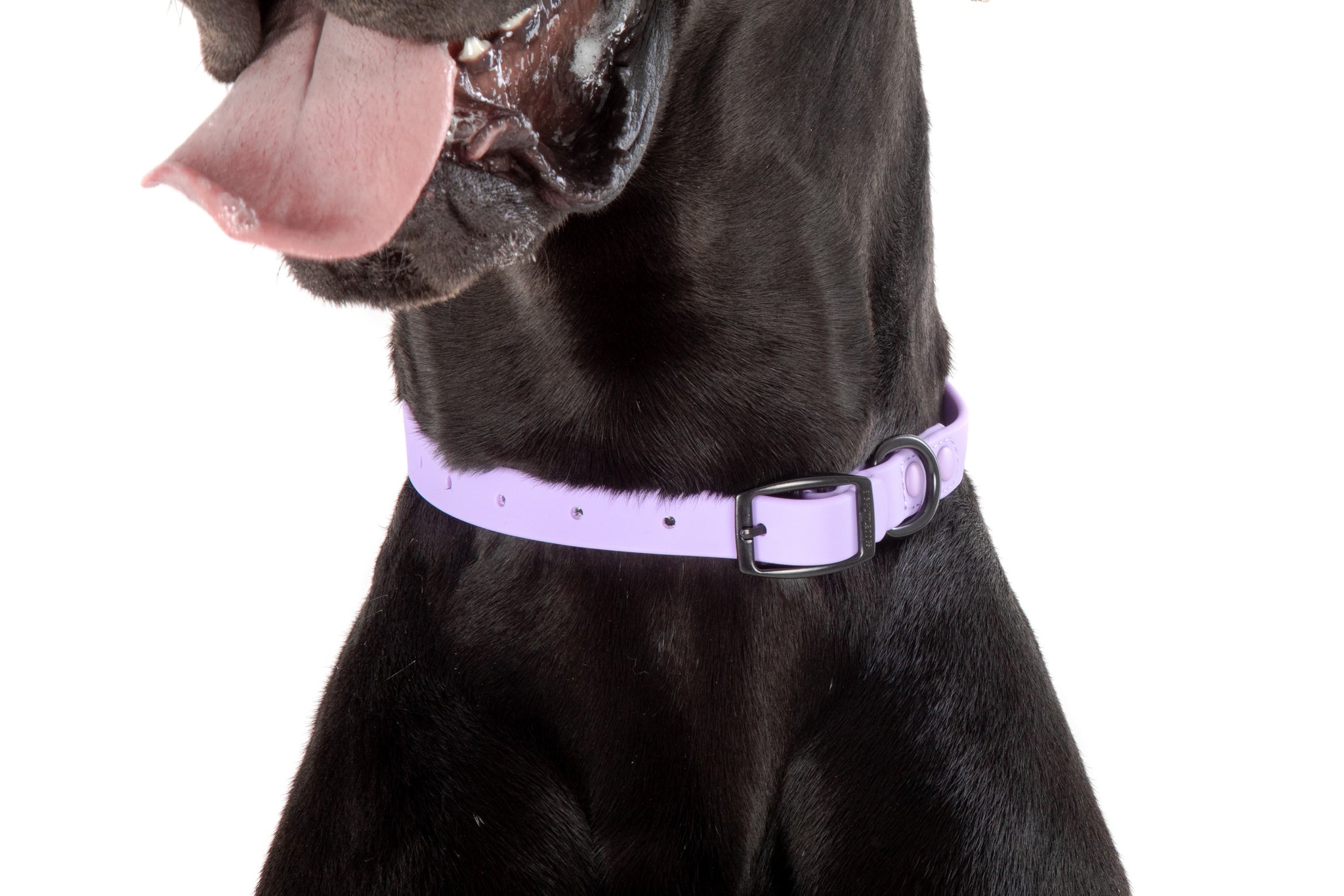 DOG WATERPROOF COLLAR: Lavender Dreams {FINAL SALE}